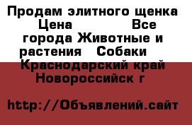 Продам элитного щенка › Цена ­ 30 000 - Все города Животные и растения » Собаки   . Краснодарский край,Новороссийск г.